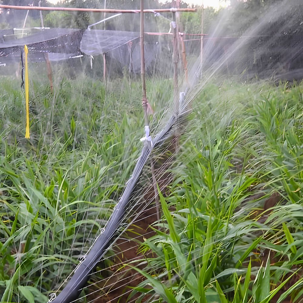 Selang Drip Irigasi Tetes Pertanian Panjang 100 Meter Tanpa Lubang - Gambar 4
